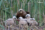 Marsh Harrier