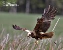 Marsh Harrier