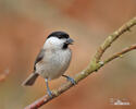 Marsh Tit