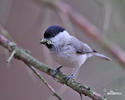 Marsh Tit