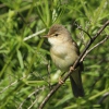 Marsh Warbler