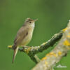 Marsh Warbler