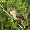 Marsh Warbler