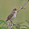 Marsh Warbler