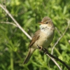 Marsh Warbler