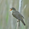 Marsh Warbler