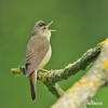 Marsh Warbler