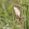 Marsh Warbler