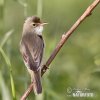 Marsh Warbler