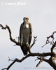 Martial Eagle