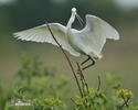 Martinet blanc