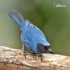 Masked Flowerpiercer