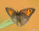 Meadow Brown