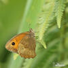 Meadow Brown