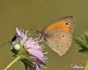 Meadow Brown