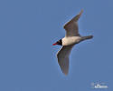 Mediterranean, Relict Gull