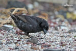 Medium Ground-Finch