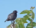 Medium Ground-Finch