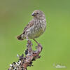 Medium Ground-Finch