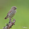 Medium Ground-Finch