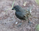 Medium Ground-Finch