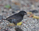 Medium Ground-Finch