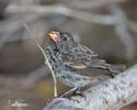 Medium Ground-Finch