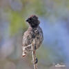 Medium Tree-Finch