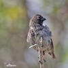 Medium Tree-Finch