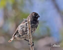 Medium Tree-Finch