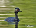 Mergulhão-de-pescoço-preto