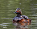 Mergulhão-de-pescoço-preto