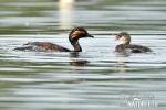 Mergulhão-de-pescoço-preto