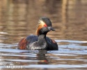 Mergulhão-de-pescoço-preto