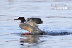 Mergus merganser