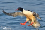 Mergus merganser