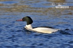 Mergus merganser