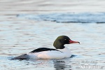 Mergus merganser