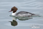 Mergus merganser