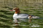 Mergus merganser