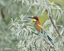 Merops apiaster