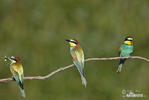 Merops apiaster