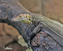 Mertens´s Water Monitor