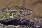 Mertens´s Water Monitor