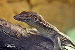 Mertens´s Water Monitor