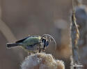 Mésange bleue