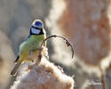 Mésange bleue