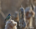 Mésange bleue