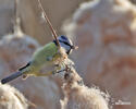 Mésange bleue