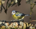 Mésange bleue